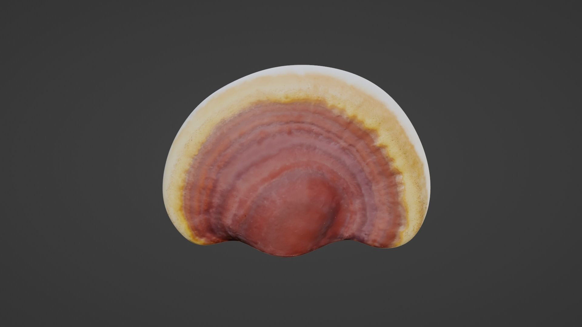 Ganoderma lucidum Low-poly 3D model_10
