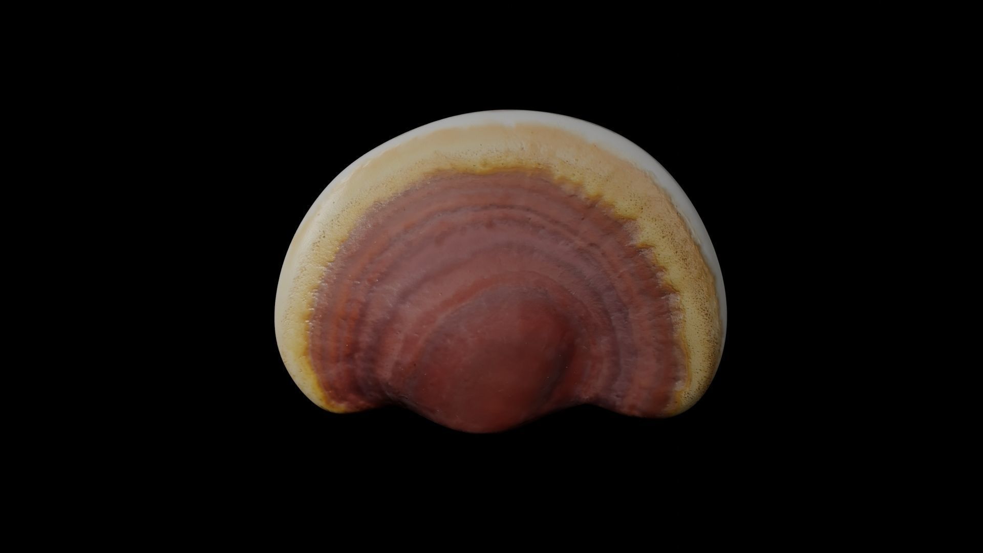 Ganoderma lucidum Low-poly 3D model_3