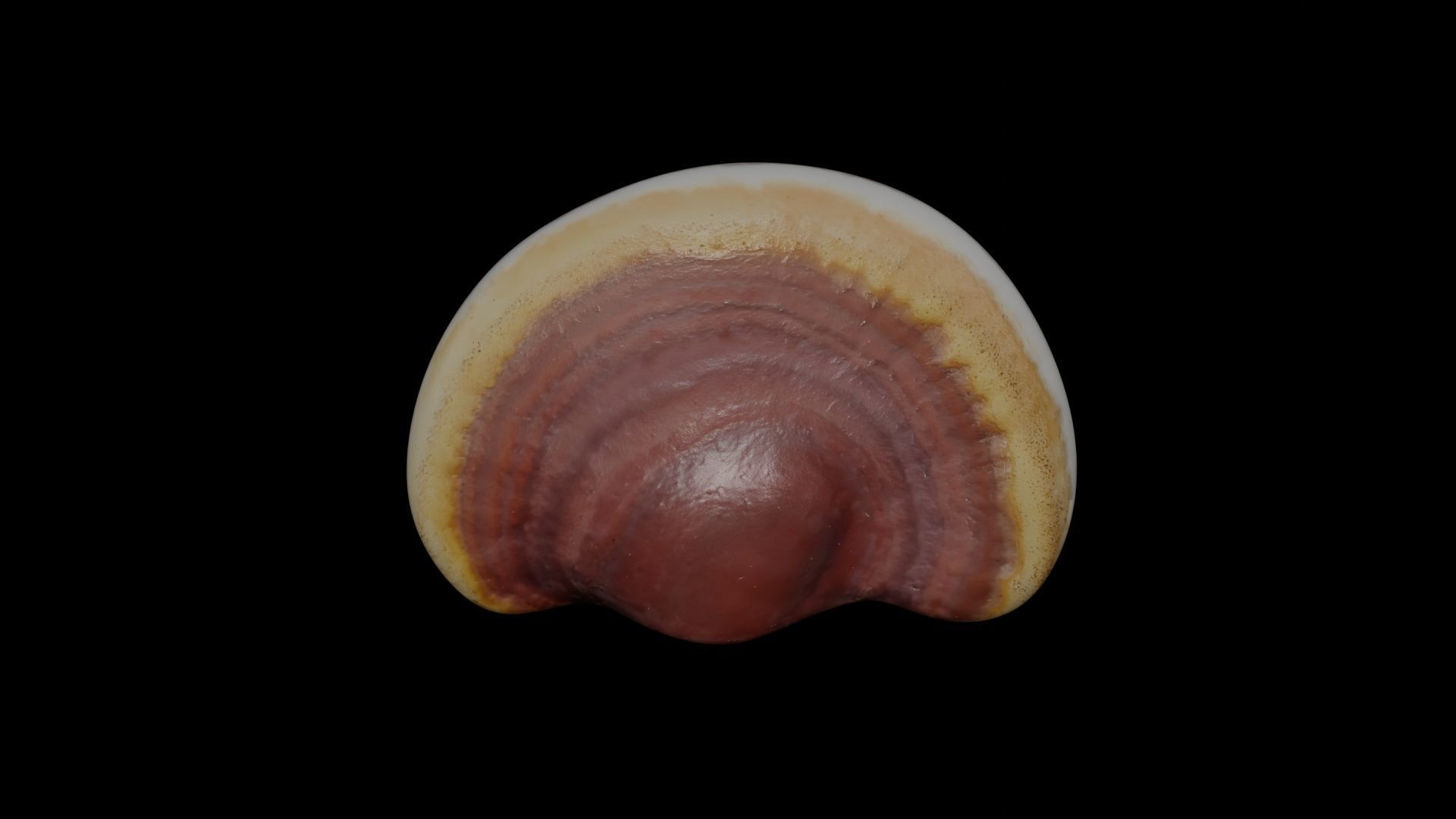 Ganoderma lucidum Low-poly 3D model_2