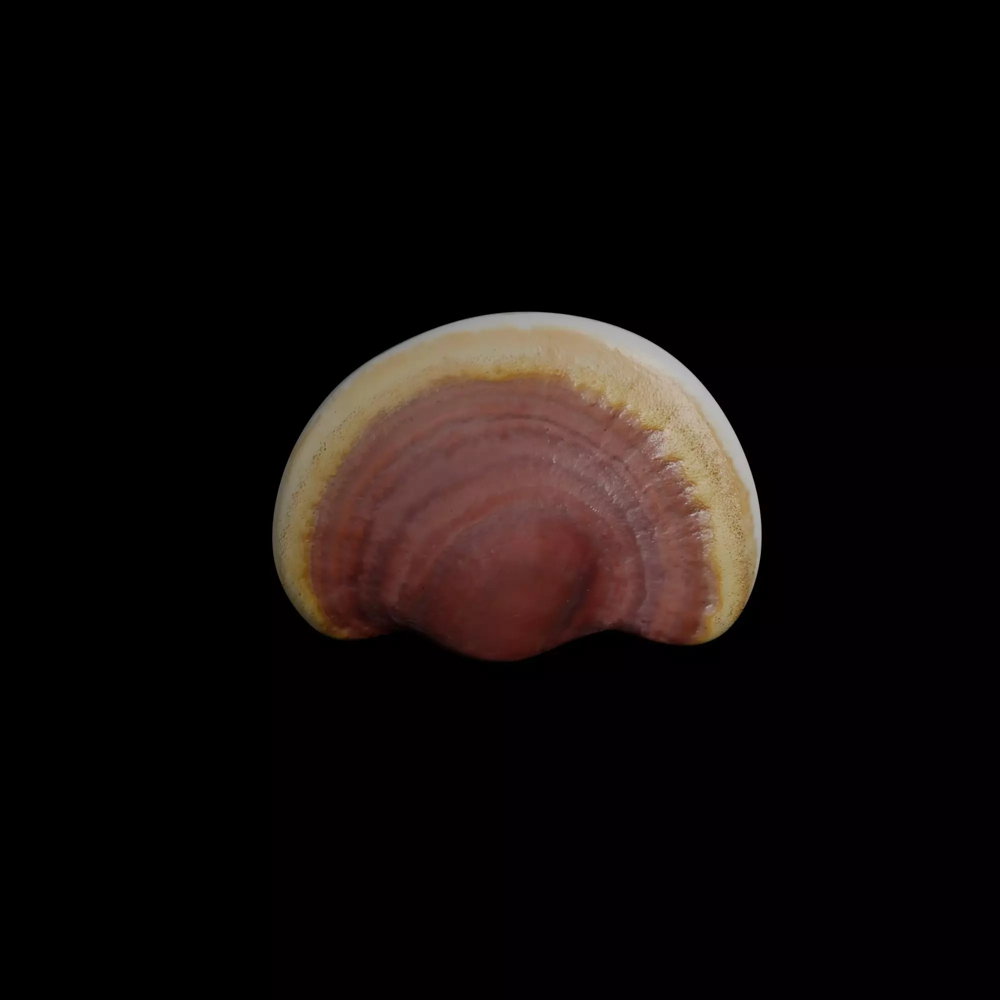 Ganoderma lucidum Low-poly 3D model_0