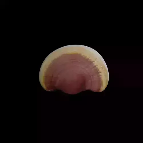 Ganoderma lucidum Low-poly 3D model