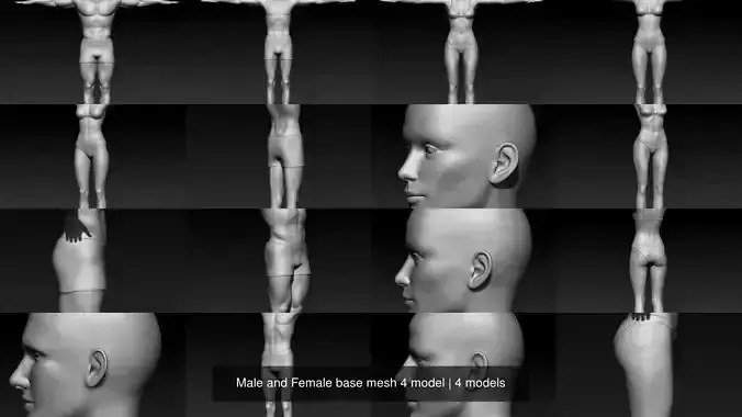 Male and Female base mesh 4 model 3D Model Collection