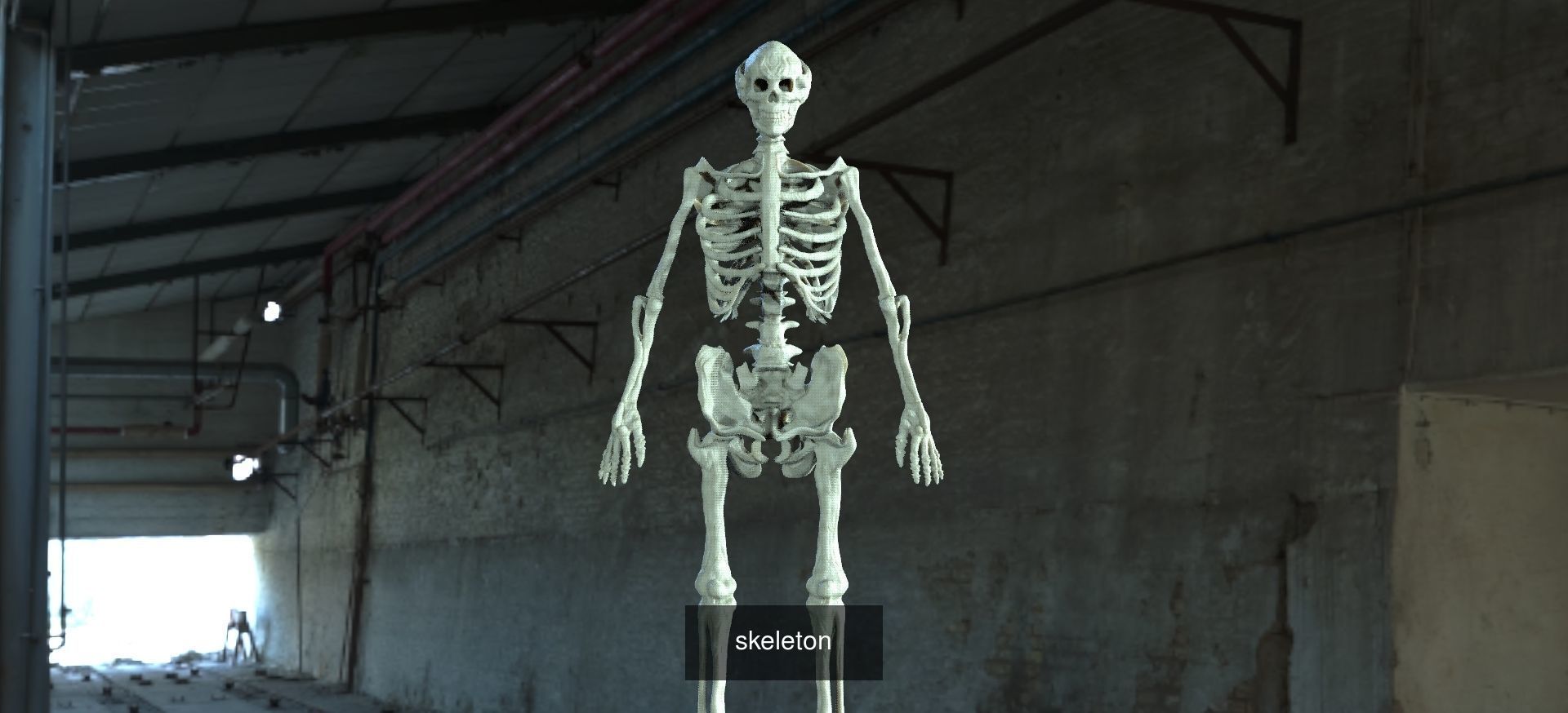 Skeleton collection 1 _1