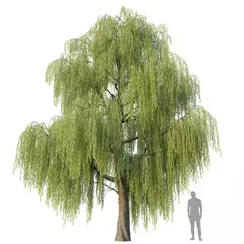Willow Tree 3D model