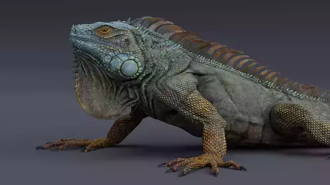 Iguana  Low-poly 3D model