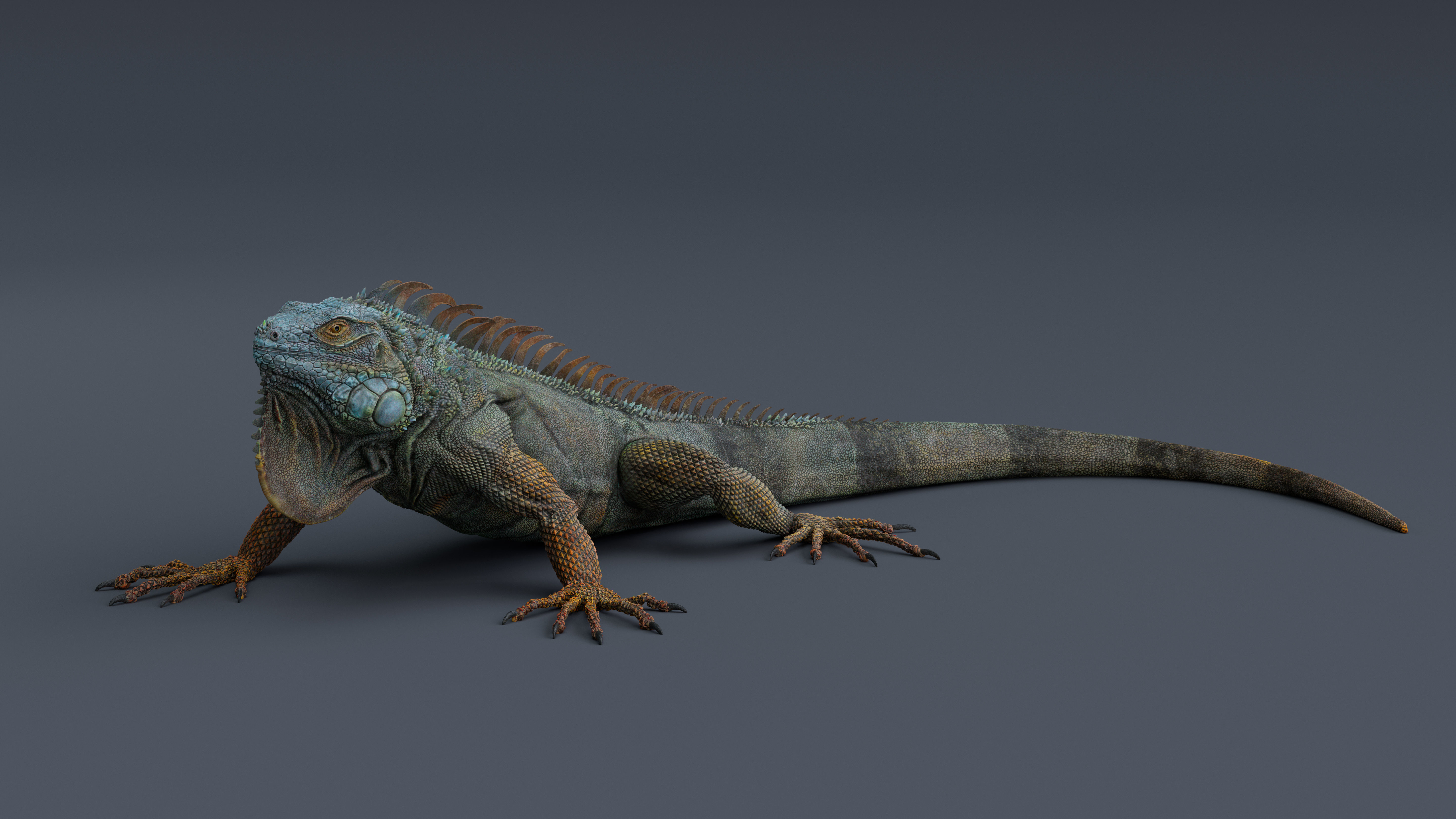 Iguana  Low-poly 3D model_5