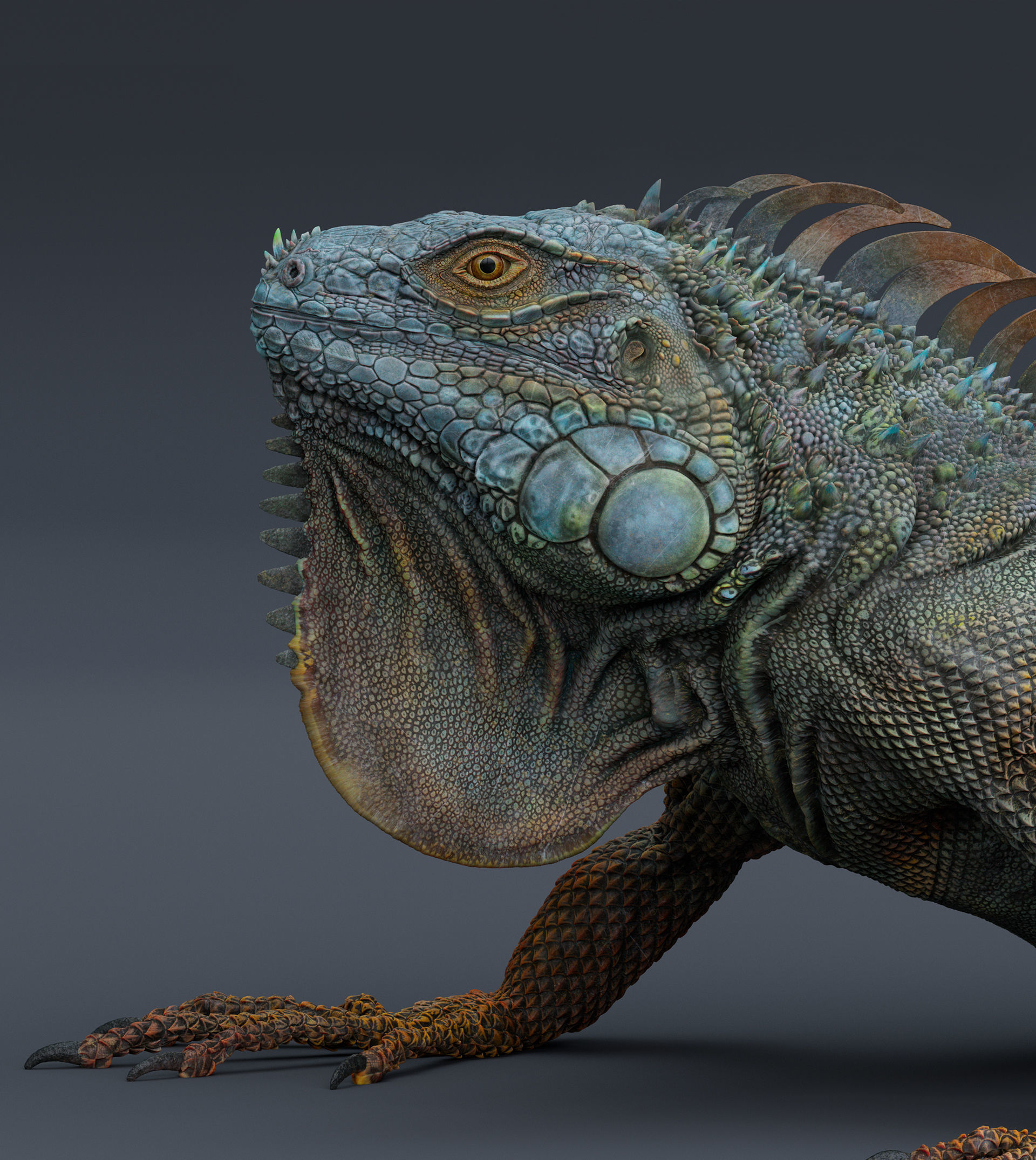 Iguana  Low-poly 3D model_12