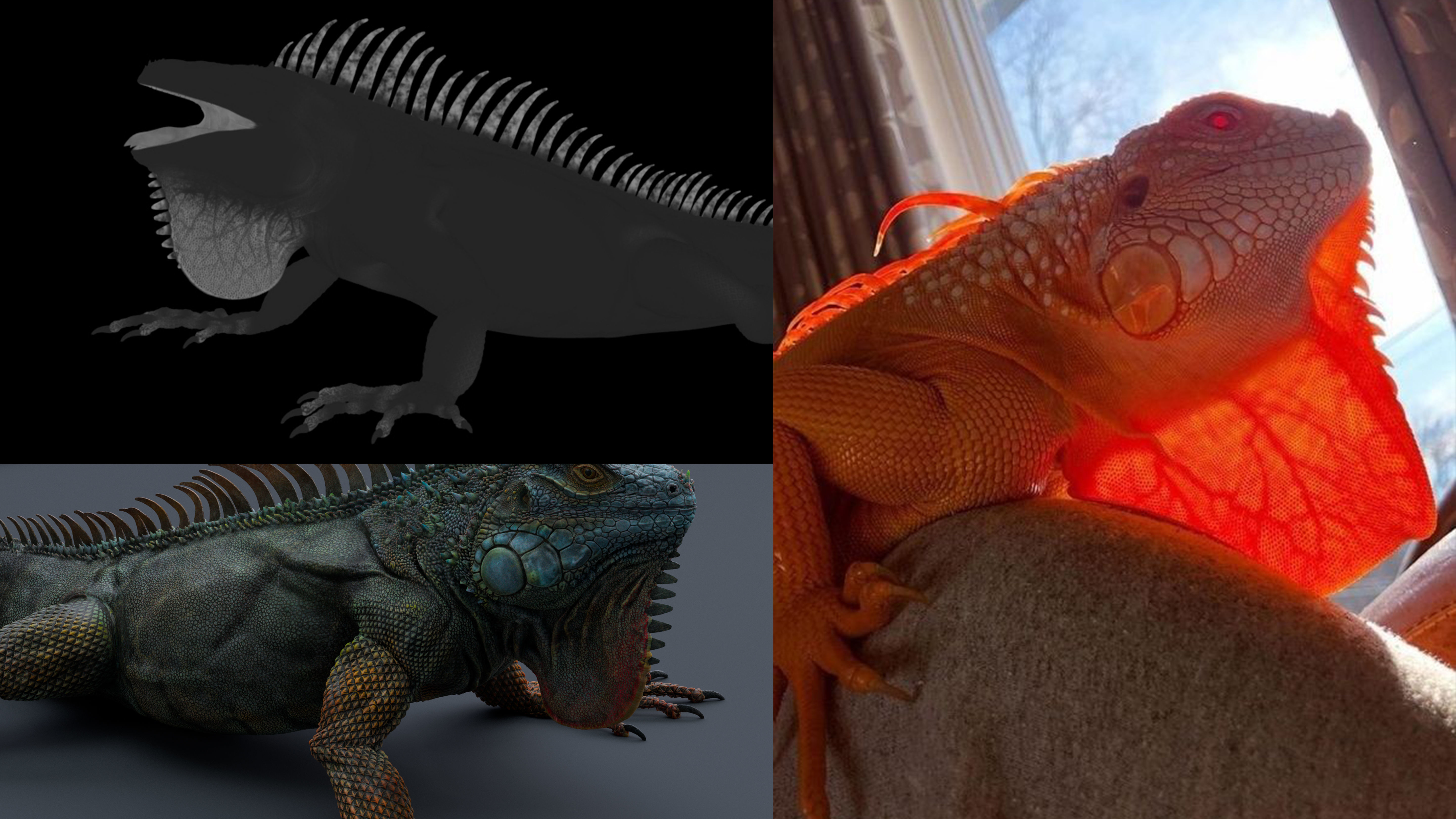 Iguana  Low-poly 3D model_14