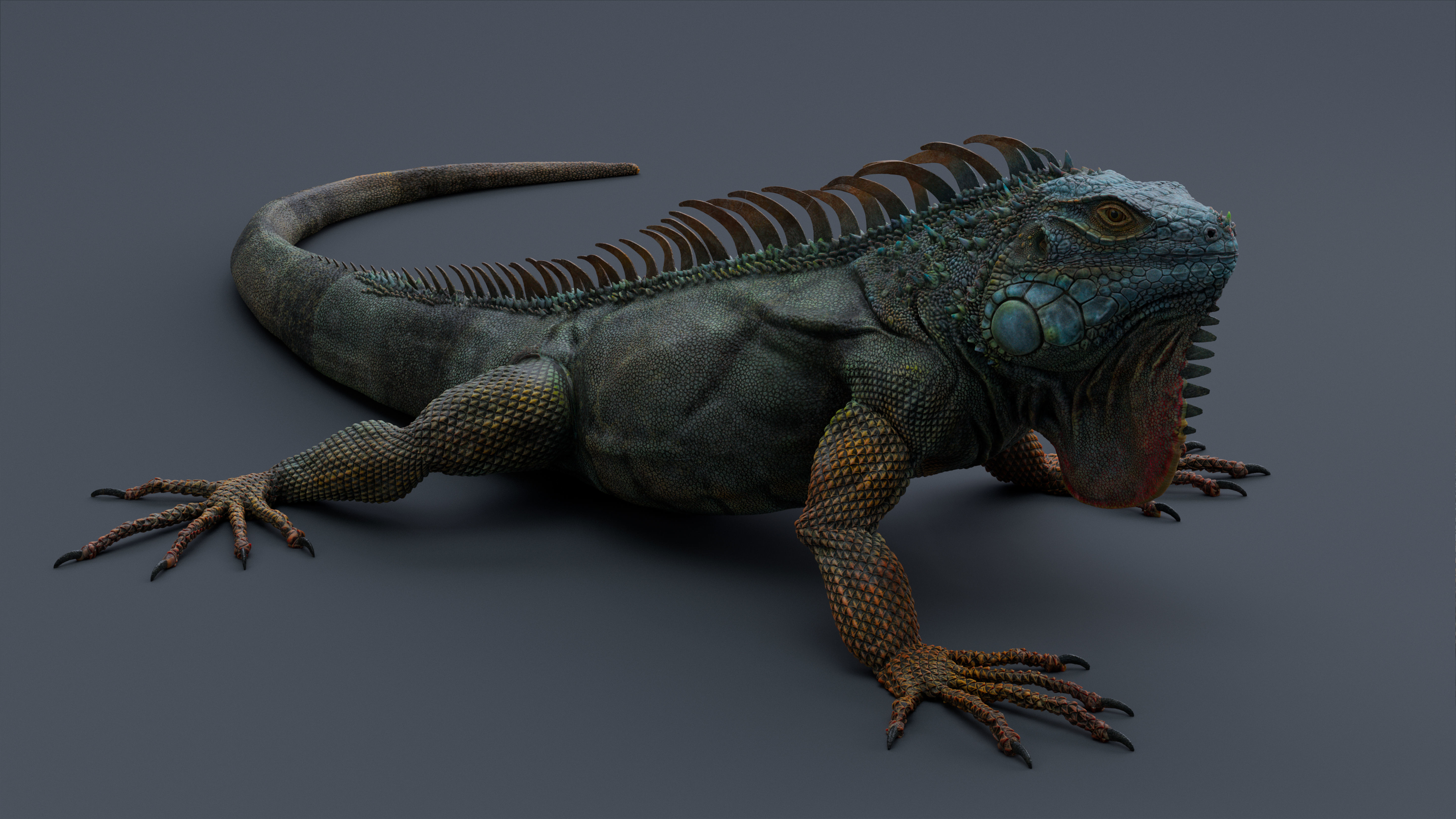 Iguana  Low-poly 3D model_7