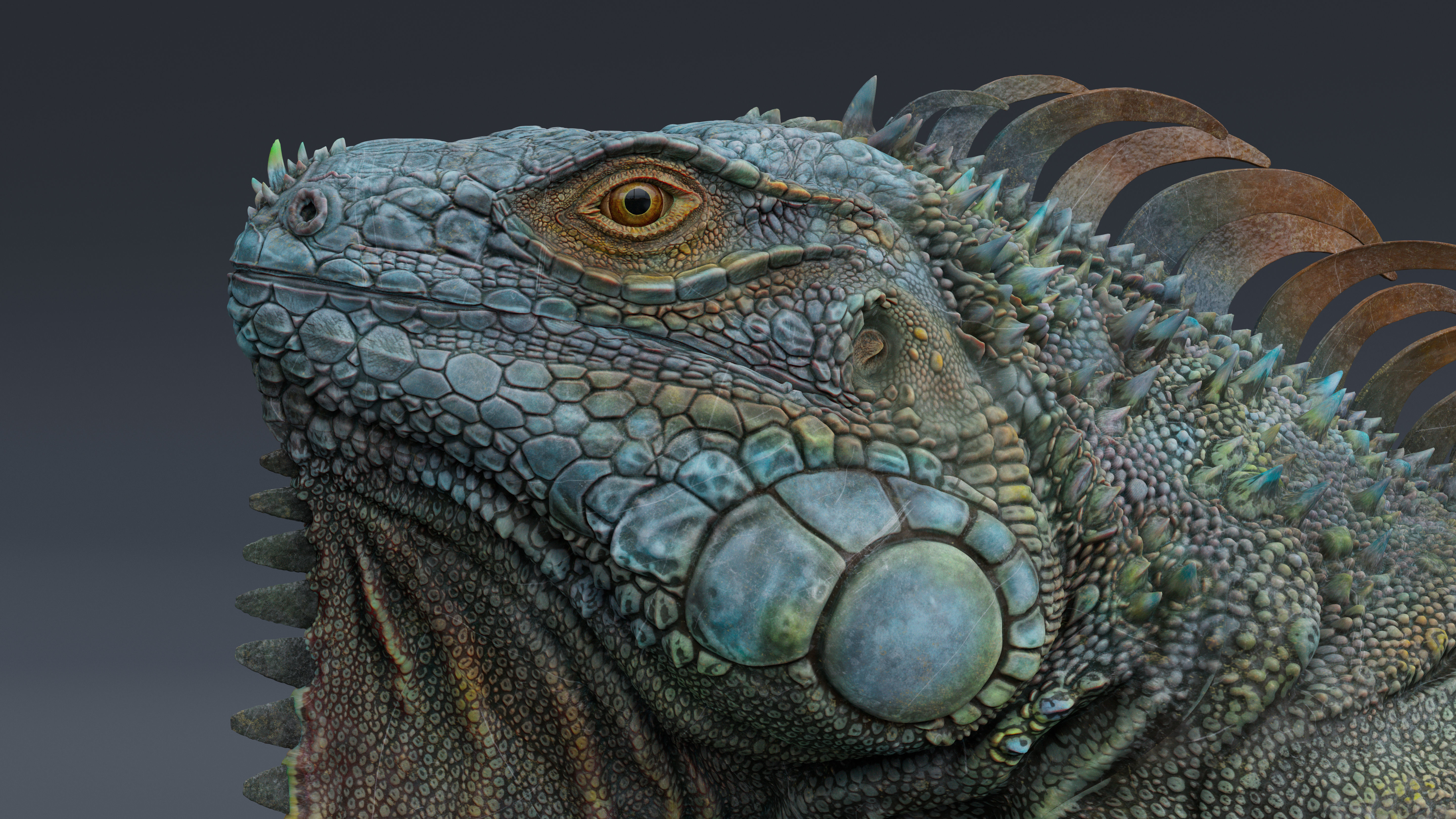 Iguana  Low-poly 3D model_10