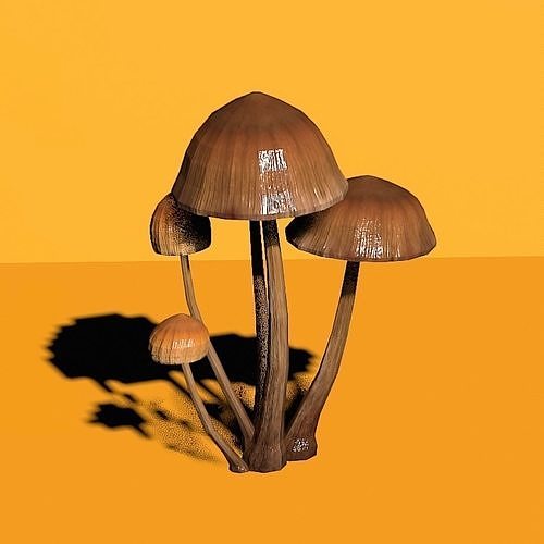 Realistic Mushroom 3D model