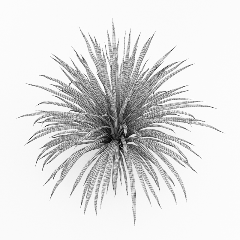 Cabbage Tree 3D model_2