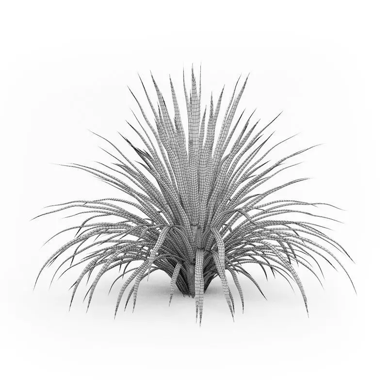 Cabbage Tree 3D model_0