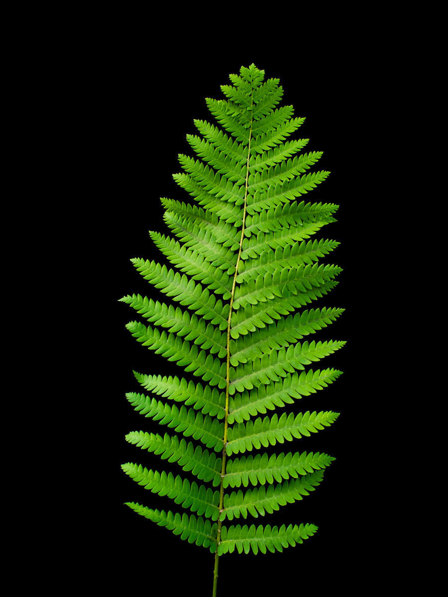 minimalist dining room design 3D model_3