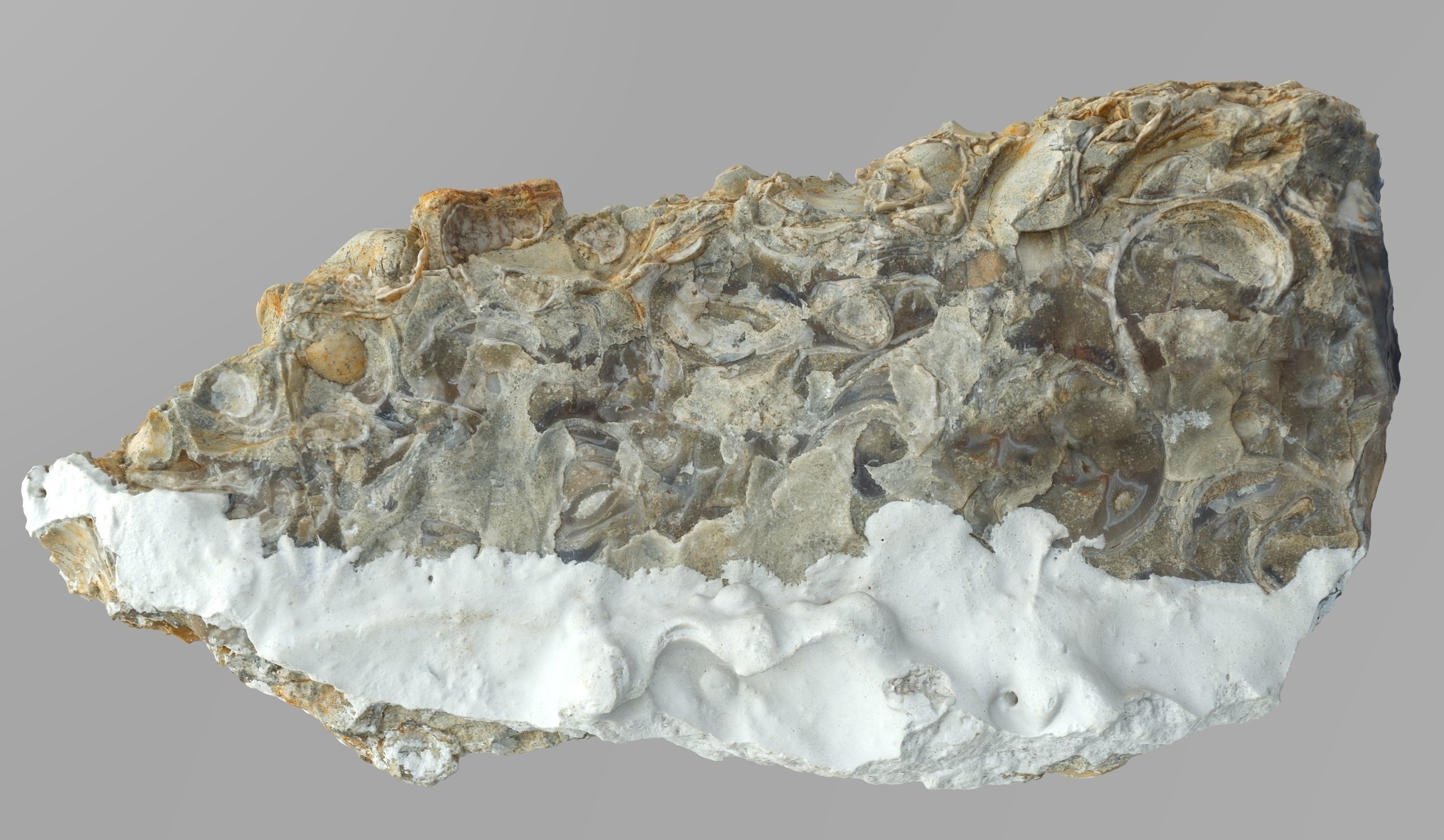 Chalcedony metasomatite with bivalve molluscs Low-poly 3D model_5