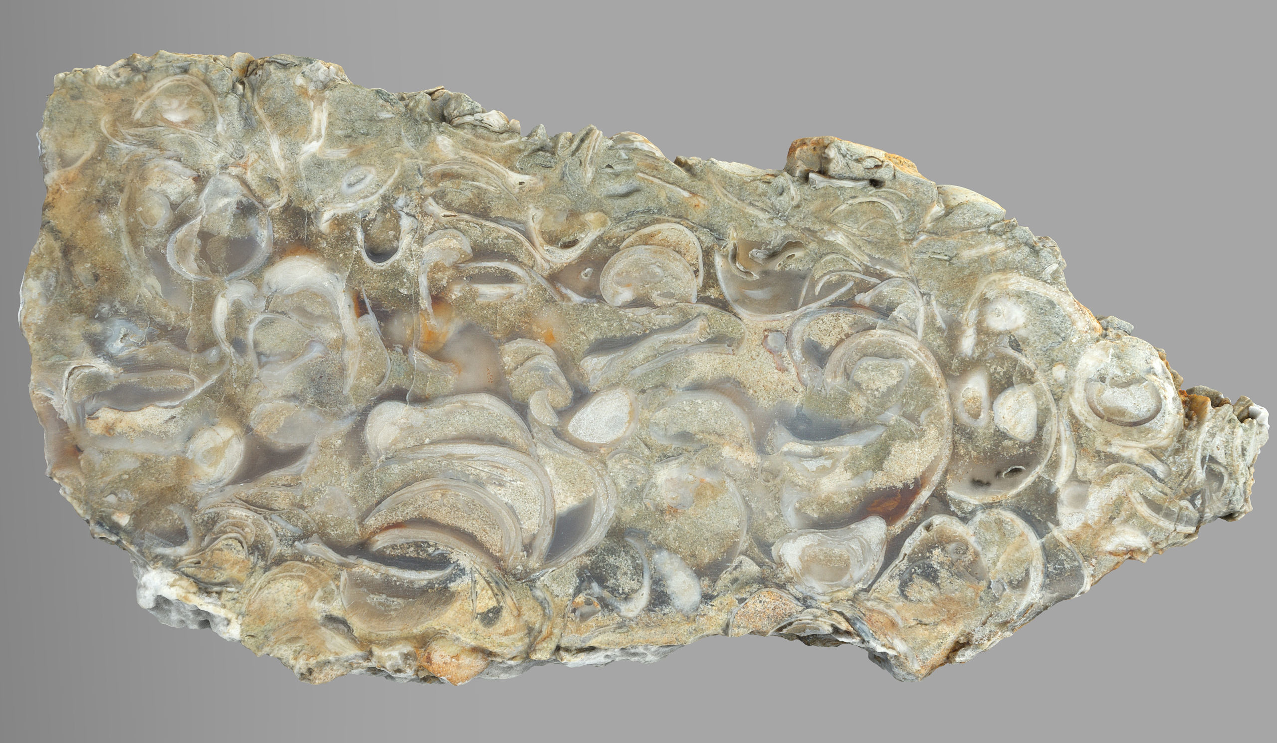 Chalcedony metasomatite with bivalve molluscs Low-poly 3D model_3