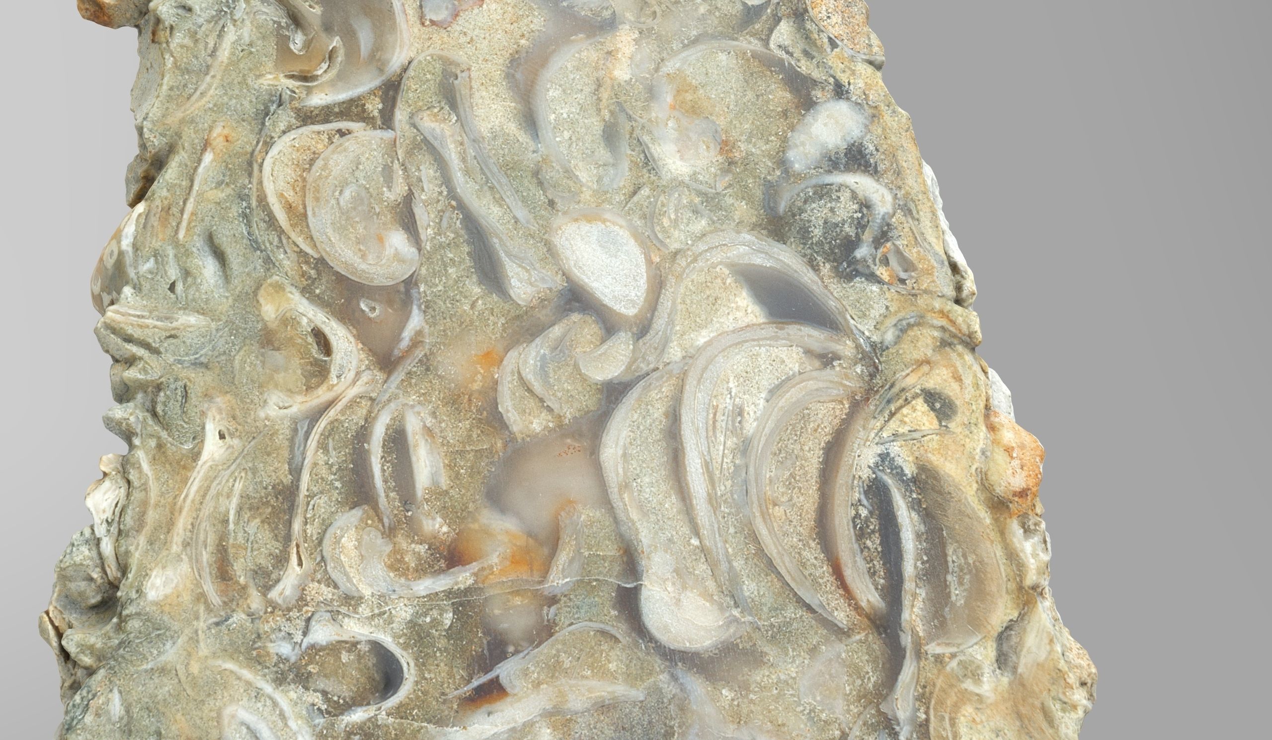 Chalcedony metasomatite with bivalve molluscs Low-poly 3D model_2