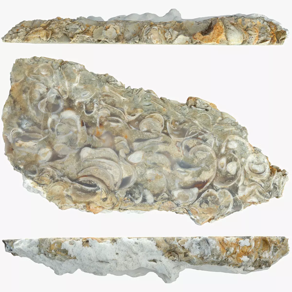 Chalcedony metasomatite with bivalve molluscs Low-poly 3D model_0
