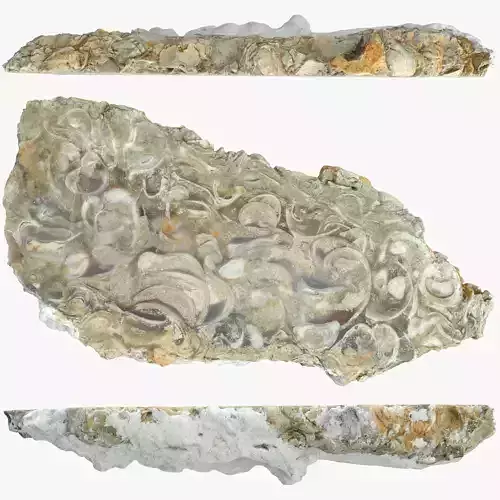 Chalcedony metasomatite with bivalve molluscs