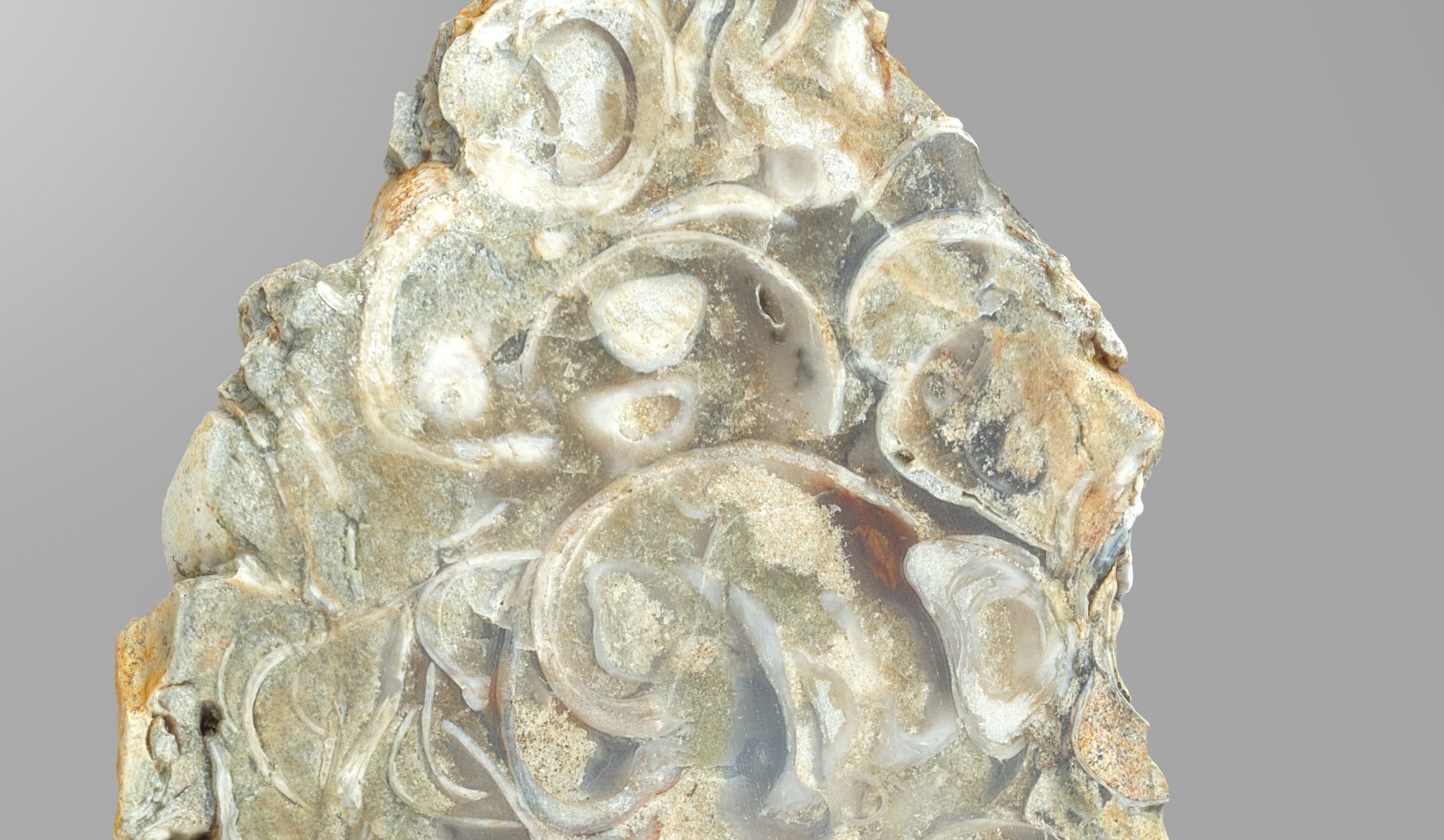 Chalcedony metasomatite with bivalve molluscs Low-poly 3D model_4