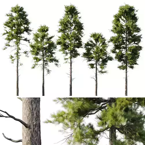 Pine 18m and 12m 3D model