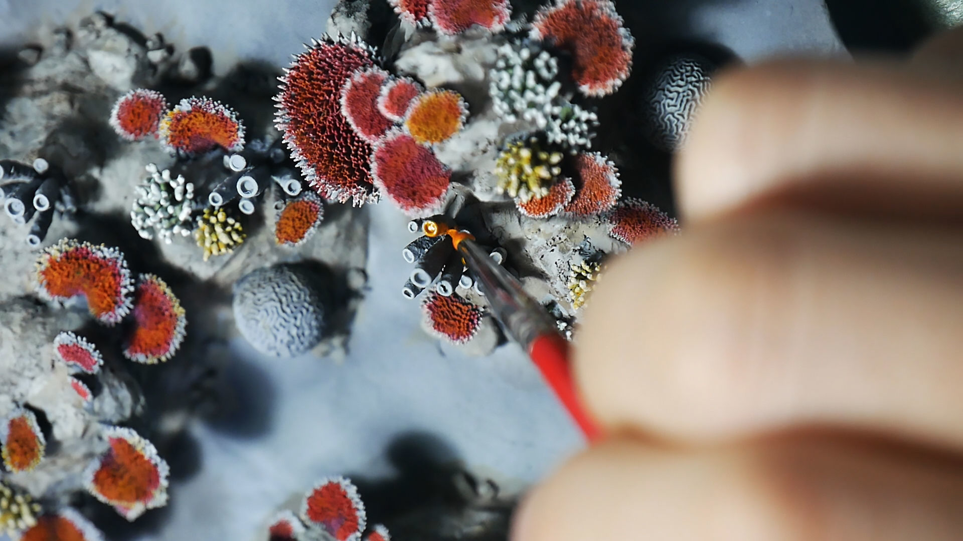 Coral set for 3D print 3D print model_7