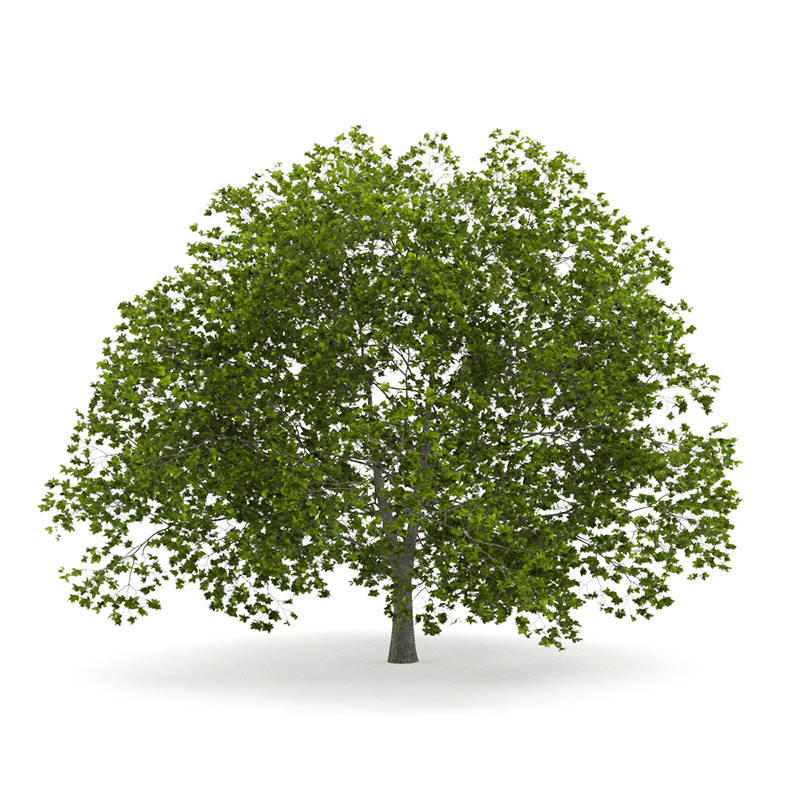 American Beech 8M 3D model_2