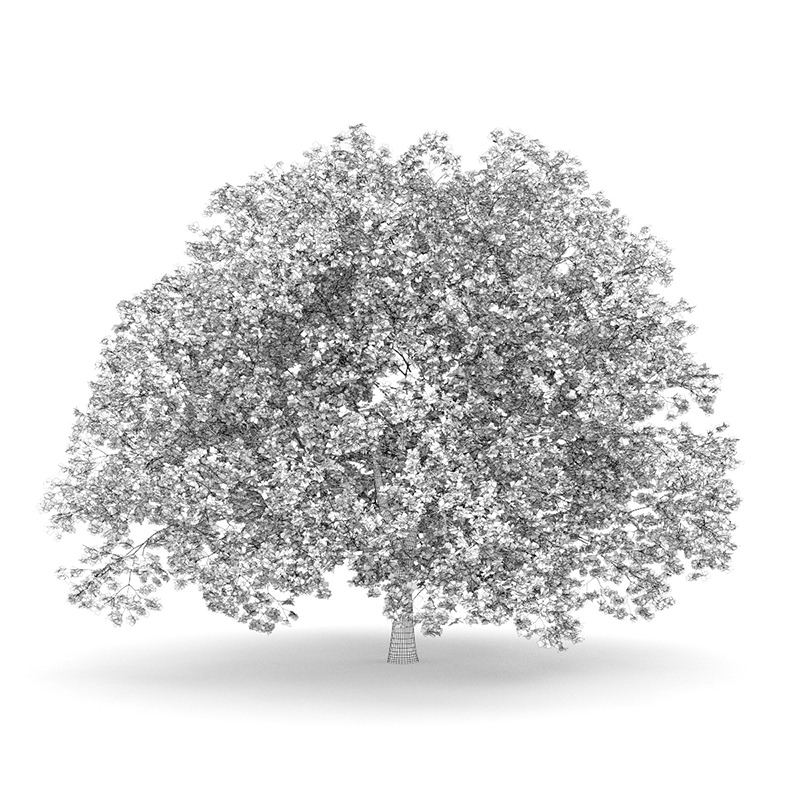 American Beech 8M 3D model_1