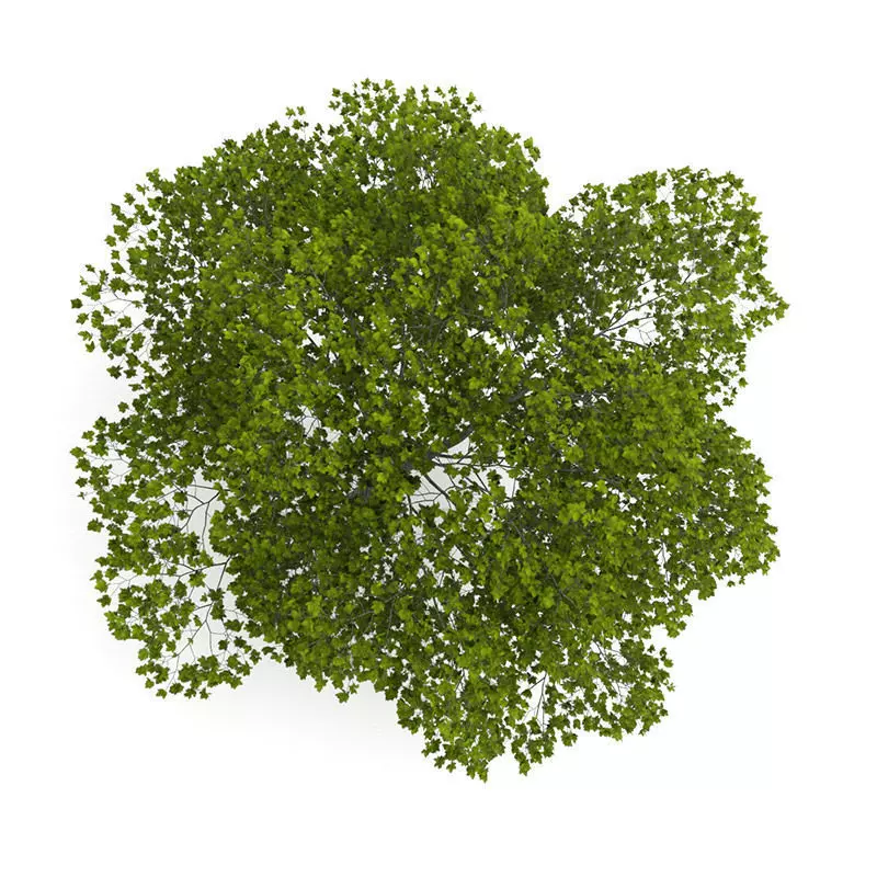 American Beech 8M 3D model_0