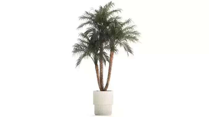 Beautiful Phoenix roebelenii in a flower pot for decoration 1283