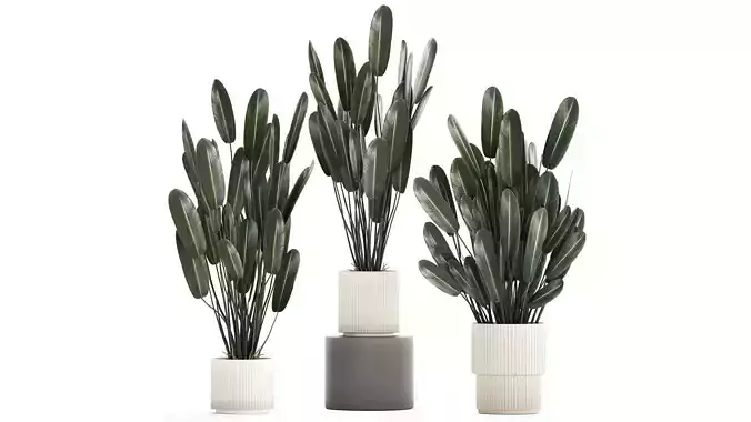 Beautiful Strelitzia in a flower pot for decoration 1284