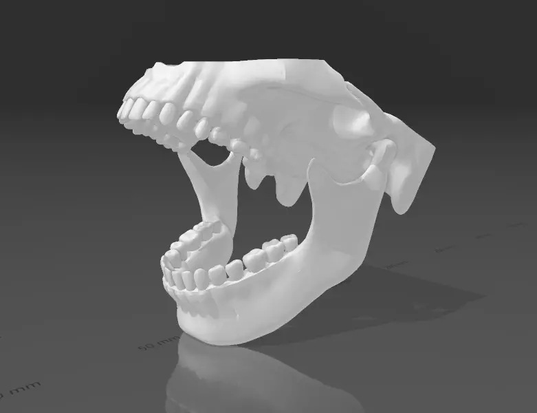 MANDIBULA ARTICULADA - ARTICULATED JAW 3D print model