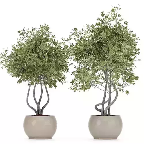 Indoor plants 27 3D model | CGTrader