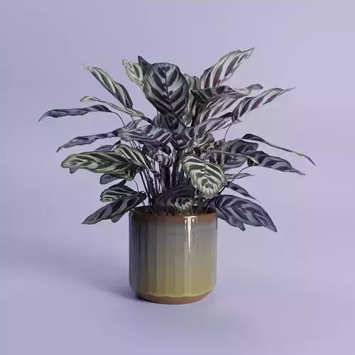 Calathea Makoyana plant in terracotta ceramic pot 