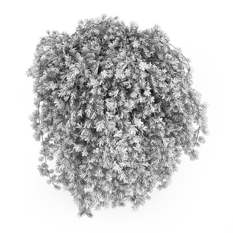 Siberian Peashrub 3D model_2