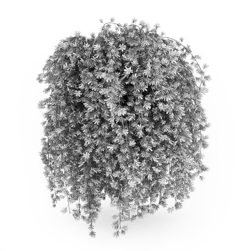 Siberian Peashrub 3D model_1