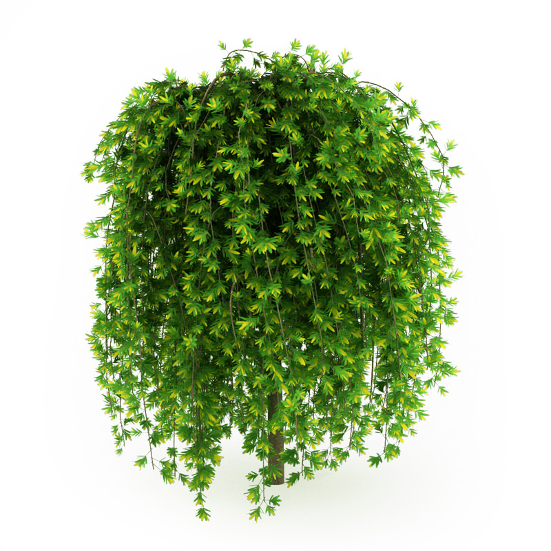 Siberian Peashrub 3D model_3