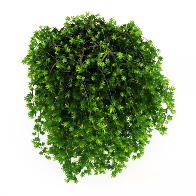 Siberian Peashrub 3D model_0