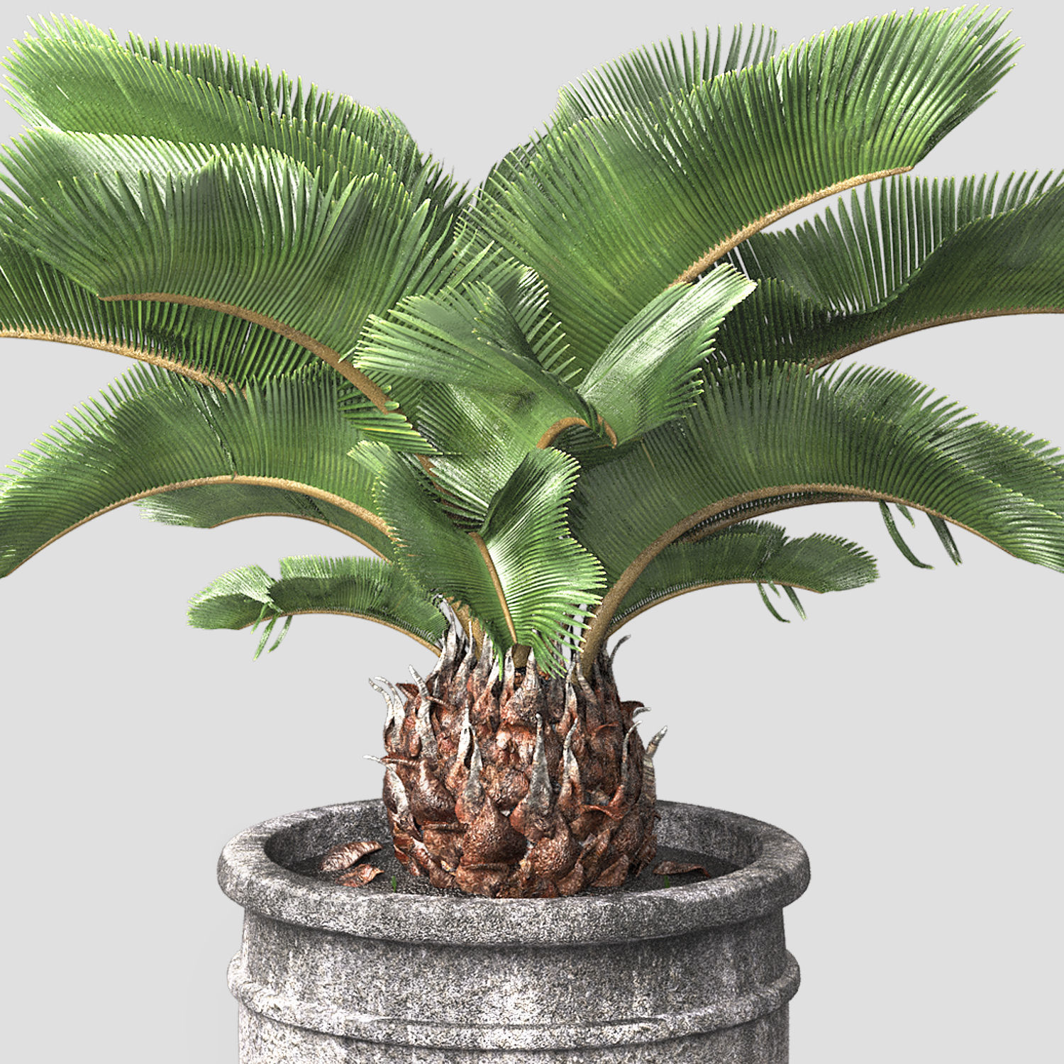 sago palm tree 3D model_3