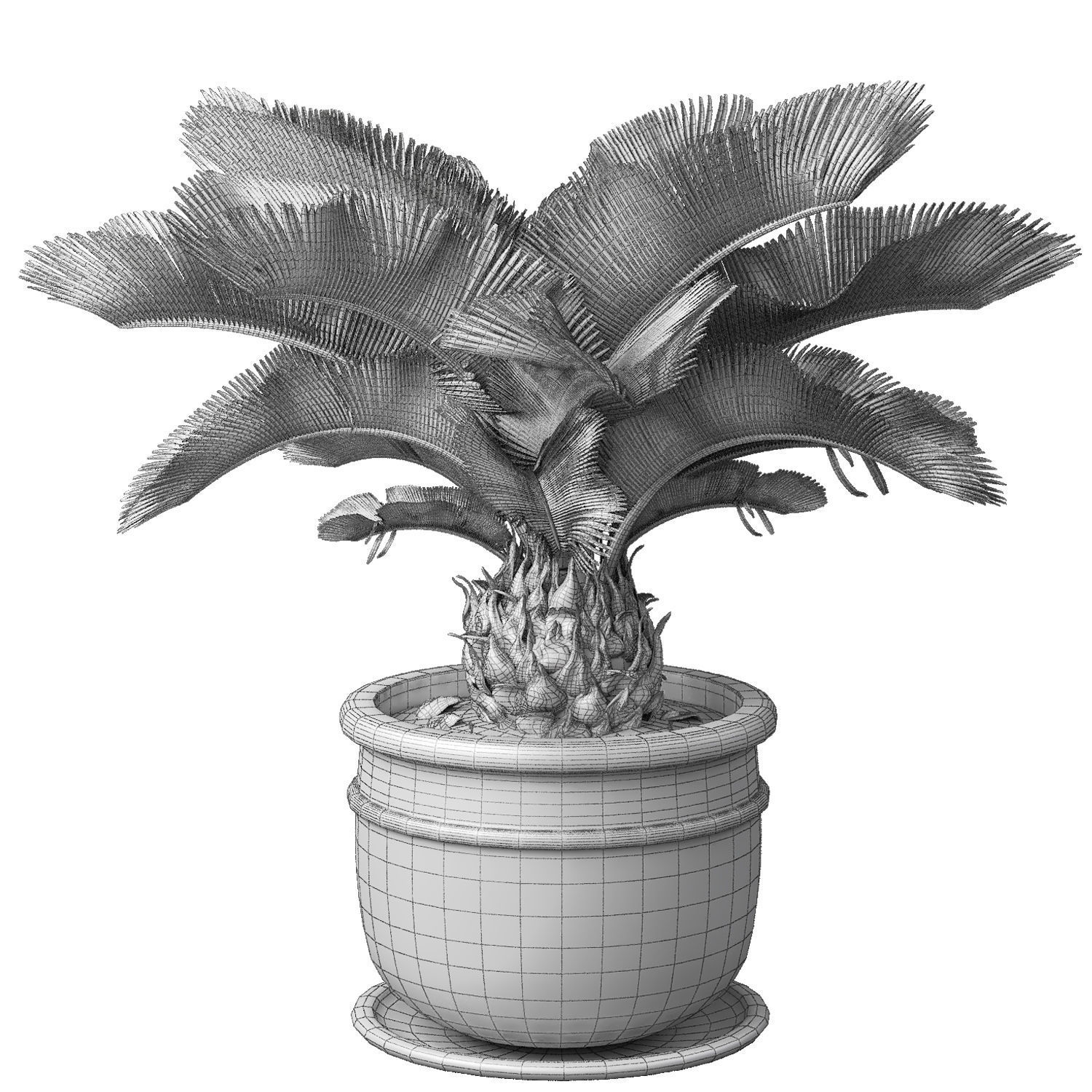sago palm tree 3D model_5