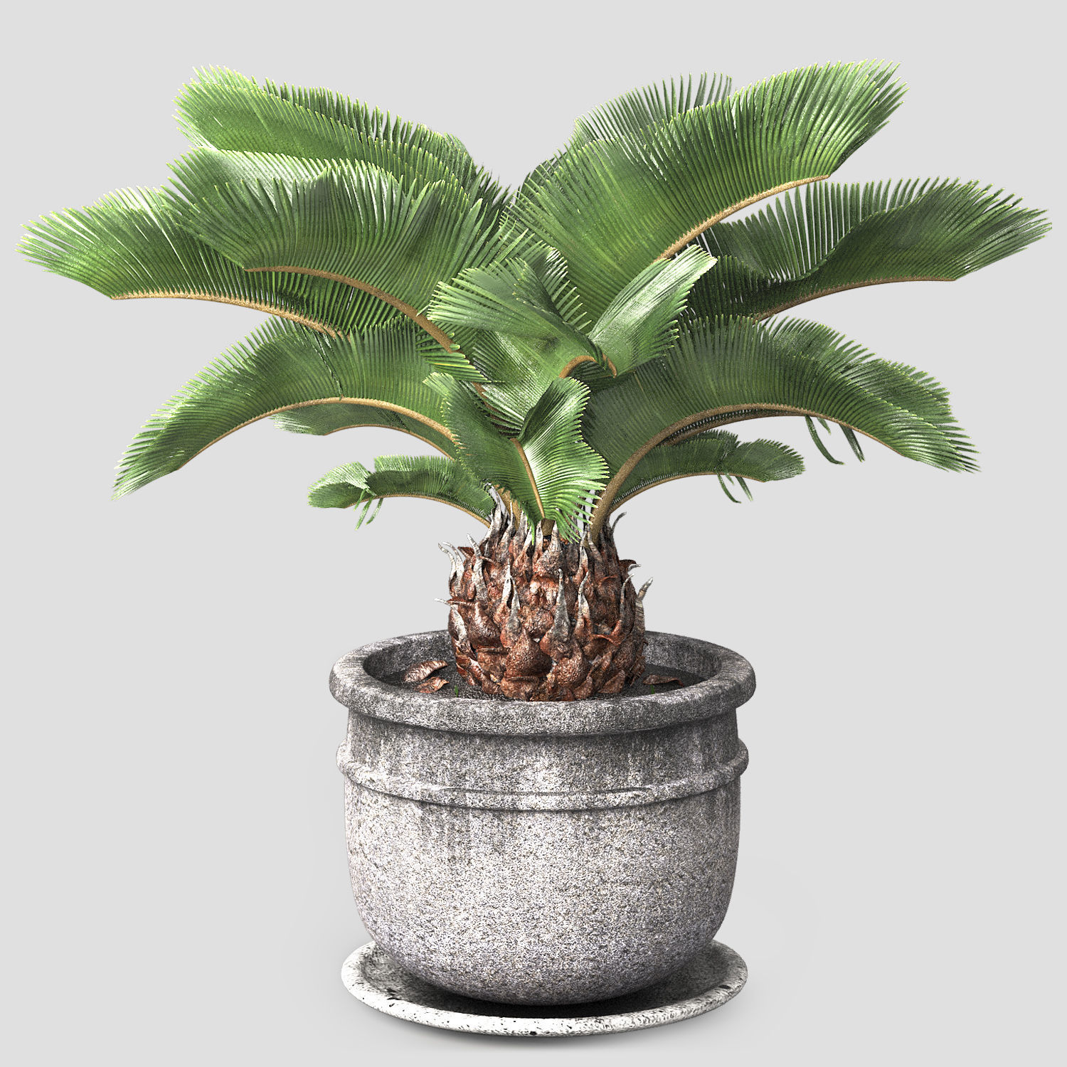 sago palm tree 3D model_1