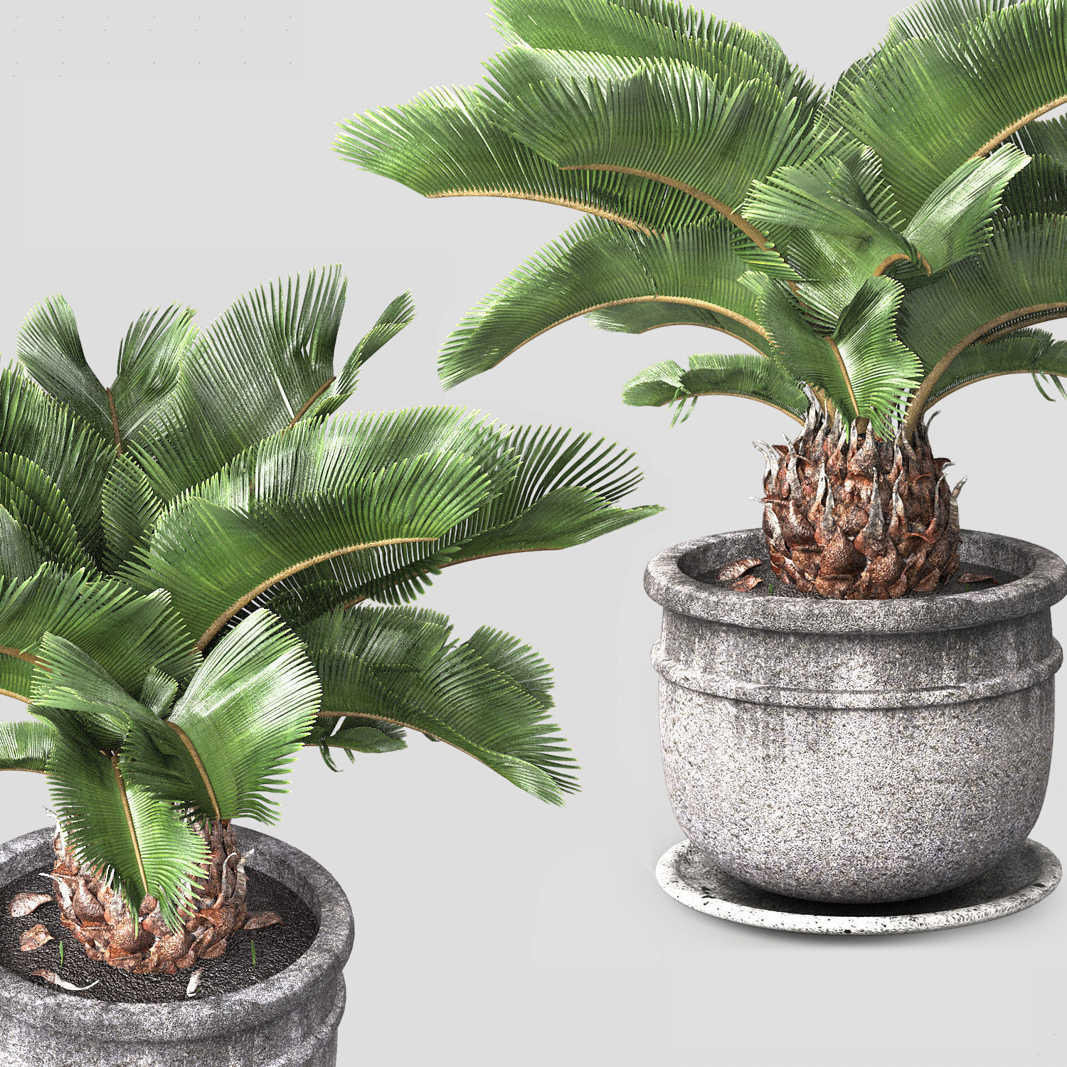 sago palm tree 3D model_4