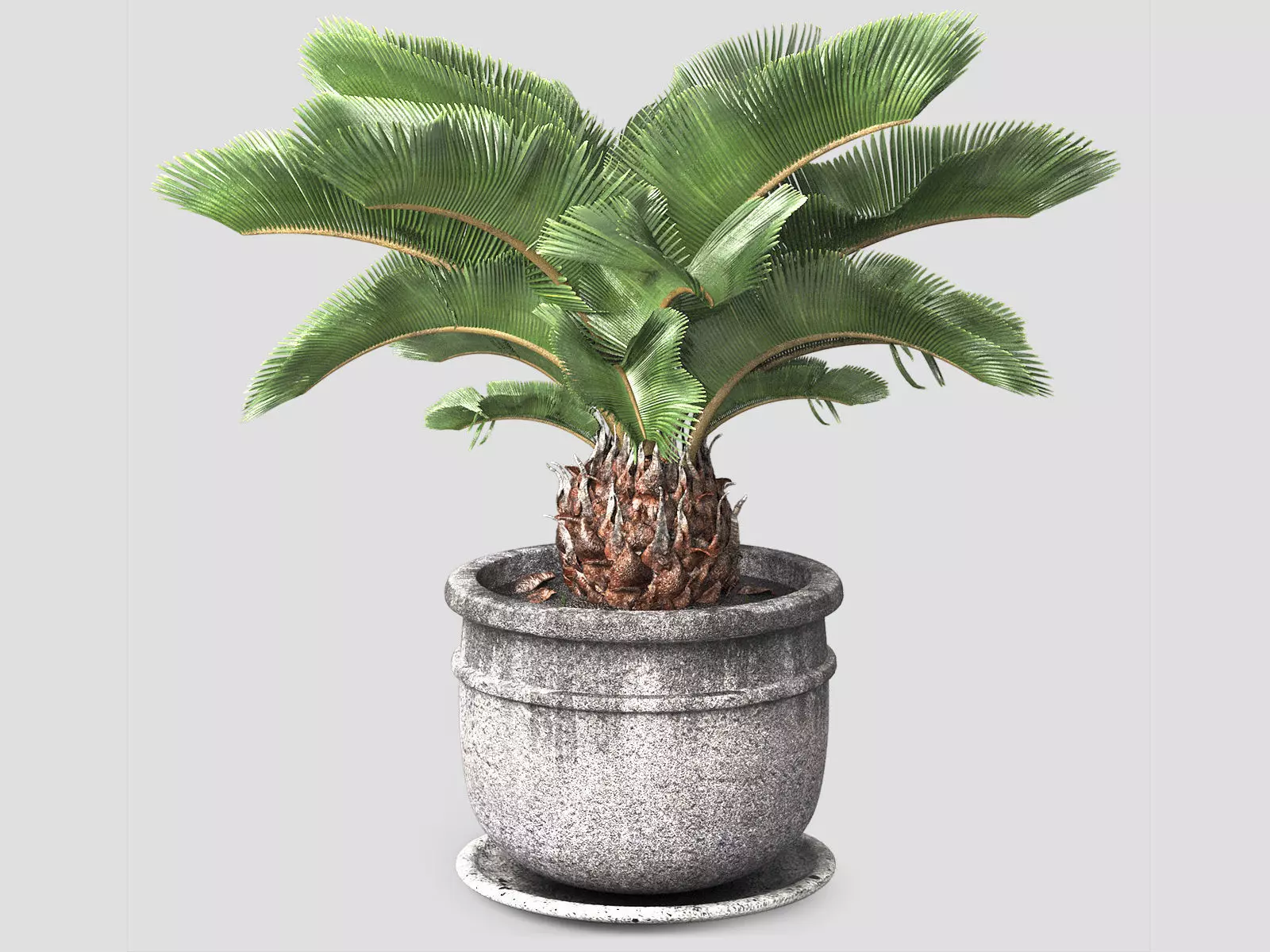 sago palm tree 3D model_0