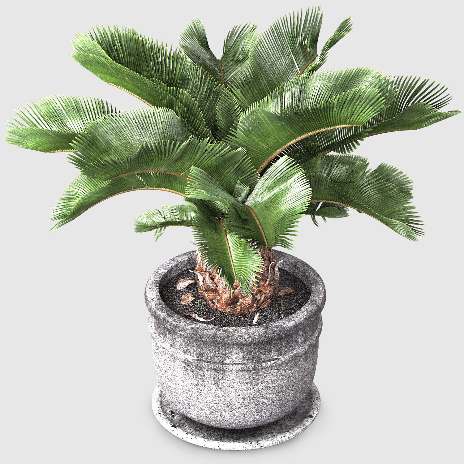 sago palm tree 3D model_2