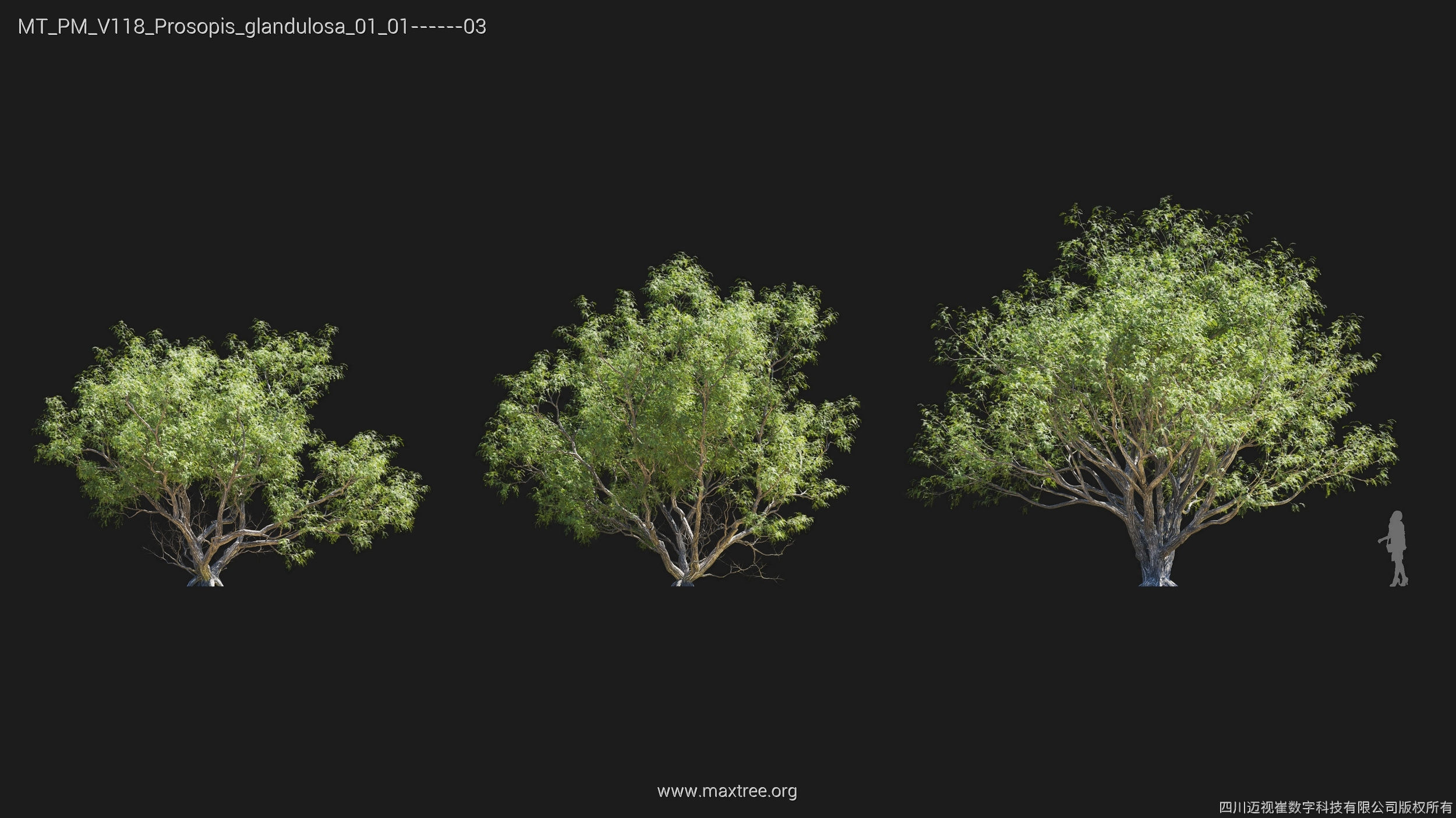 Maxtree Plant Models Vol 118 - Mesh 3D model_23