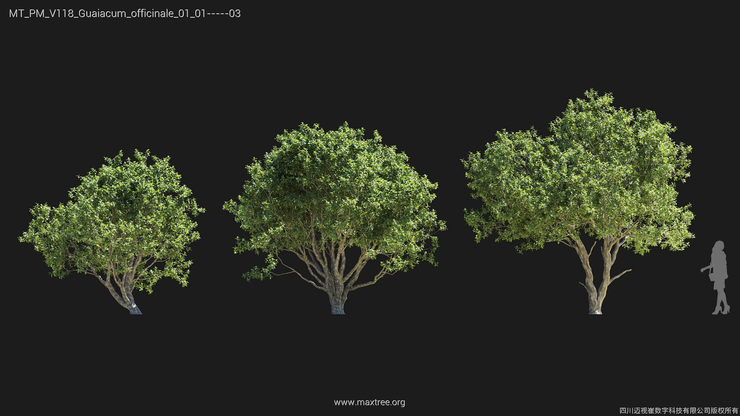Maxtree Plant Models Vol 118 - Mesh 3D model_17