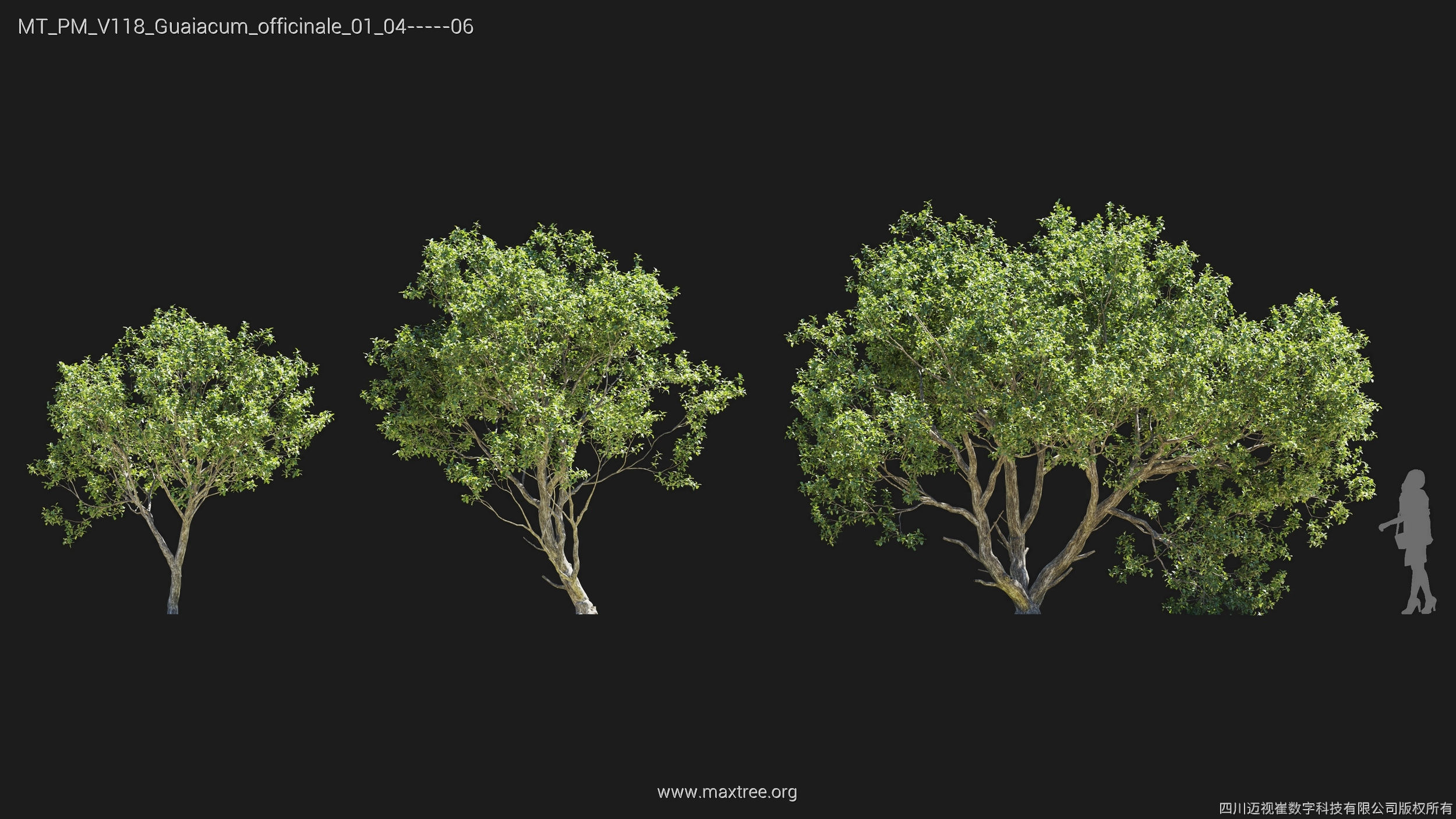 Maxtree Plant Models Vol 118 - Mesh 3D model_18