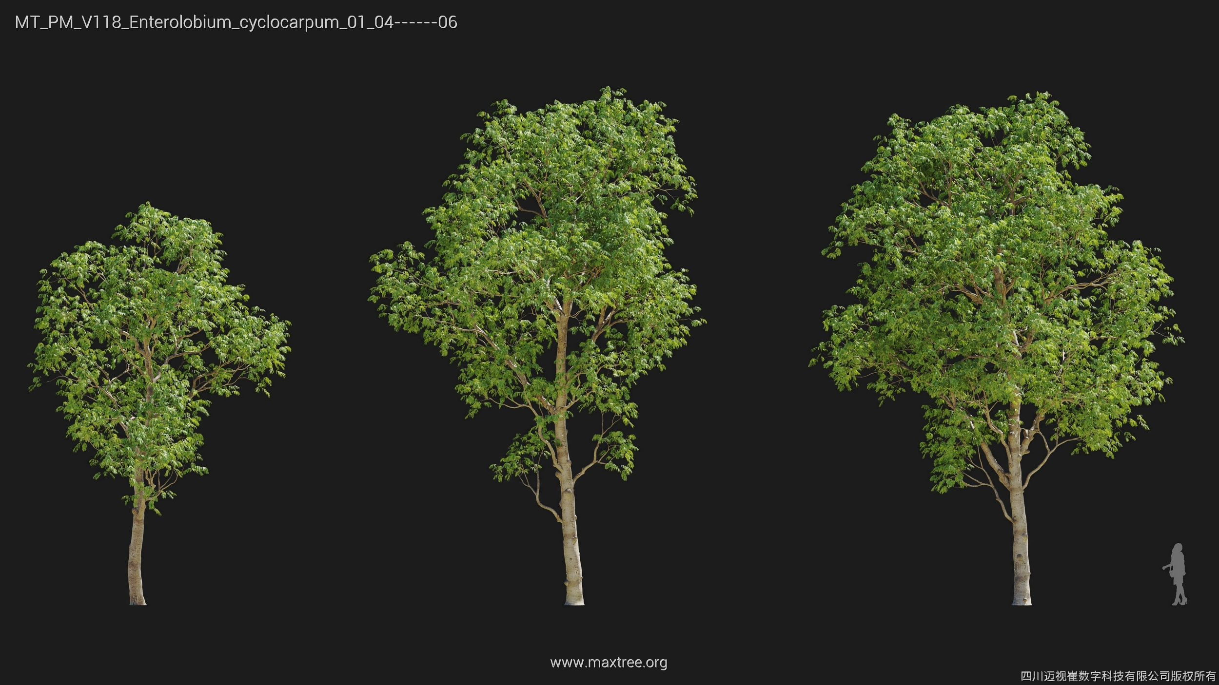 Maxtree Plant Models Vol 118 - Mesh 3D model_12