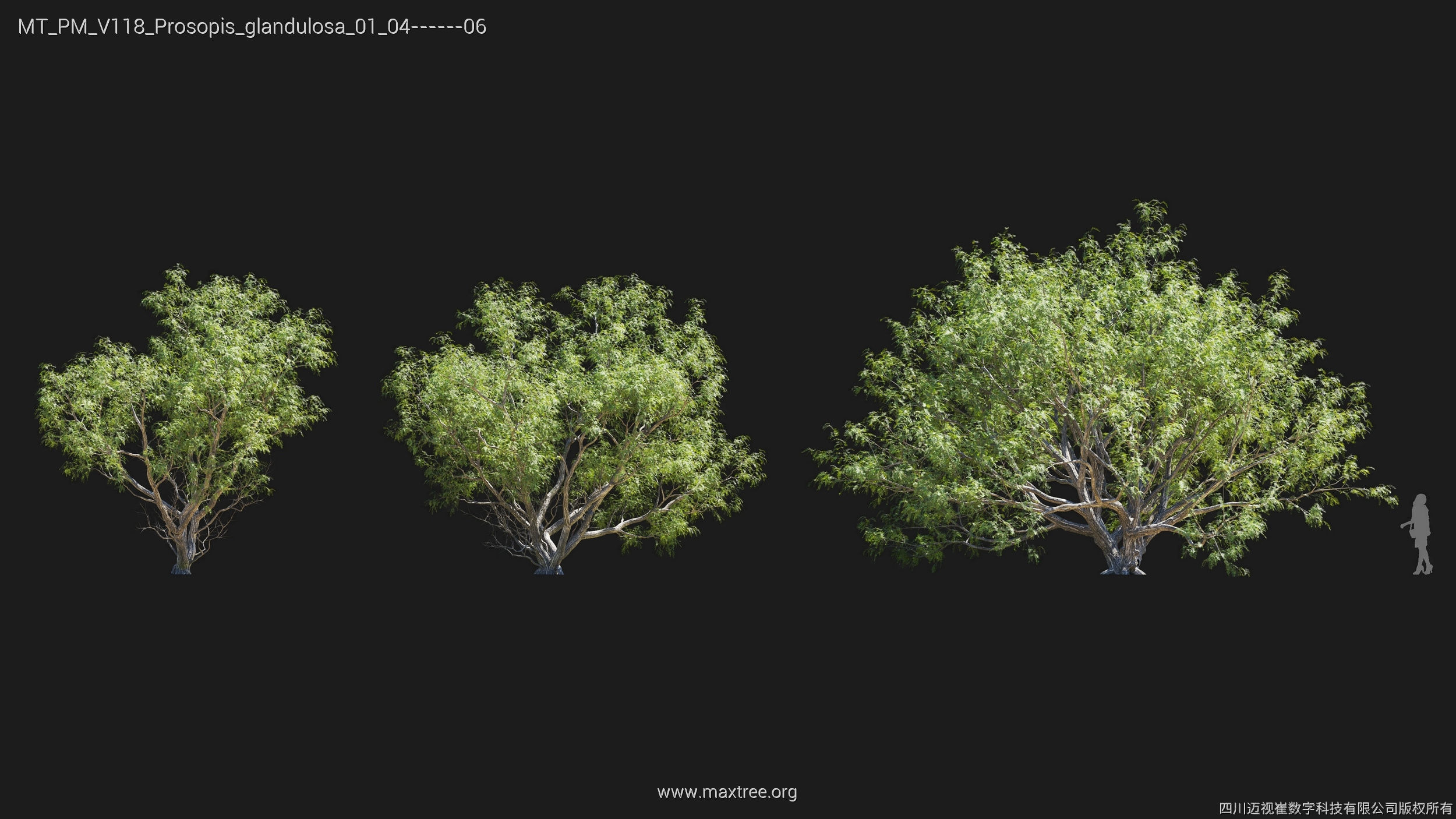 Maxtree Plant Models Vol 118 - Mesh 3D model_24
