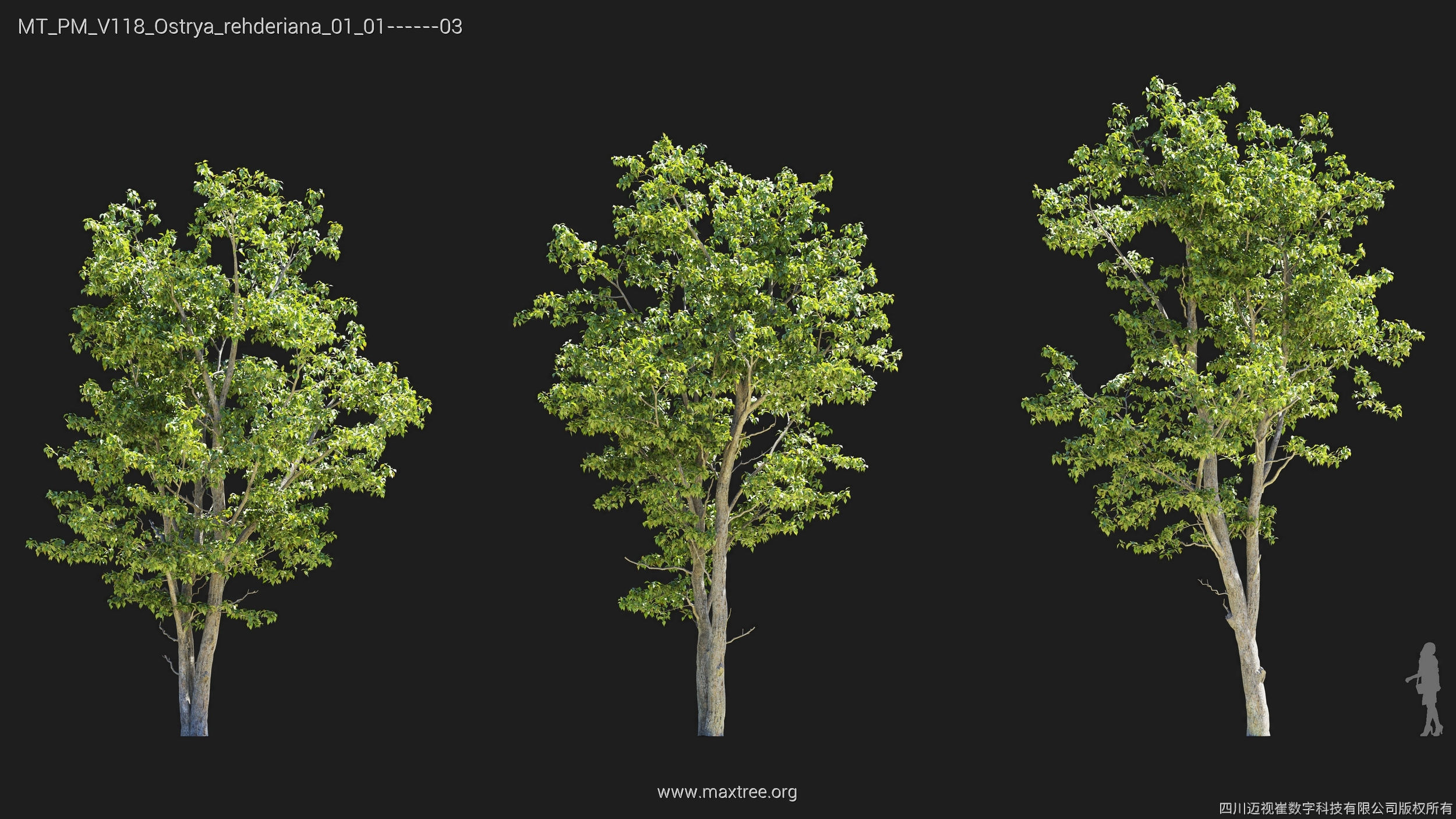 Maxtree Plant Models Vol 118 - Mesh 3D model_19
